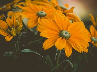 flower, yellow color, blossom, nature, summer, mountain flower, garden, blooming, macro photography, leaves, natural world, outdoor, petal, flora, black background, yellow flowers, wildflower, bright yellow, natural aesthetics, botany