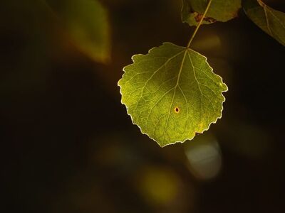 leaf, nature, green, lonely, backlit, detail, bokeh, season, tree, glowing, foliage, autumn, nature art, sunlight, light, botany, natural background, romance, fresh, peaceful