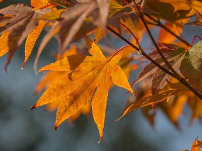 autumn, red leaves, japanese maple, natural landscape, green color, sunlight, autumn colors, deciduous tree, warmth, rustic, clear sky, seasonal change, outdoor, botany, tranquil, beauty of nature, bokeh effect, nature inspired, foliage, country life