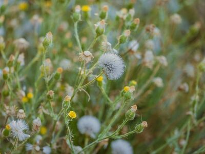 dandelion, nature, flowers, wildflowers, seeds, dried flowers, garden, spring, dandelion seed head, small flowers, summer, outdoor, macro, green, dandelion fruits, blooming, plant, natural scenery, white, delicate