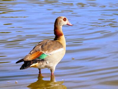 egyptian goose, water bird, wild goose, nature, lake, water, standing in water, colorful, feathers, beak, ripples, birdlife, african bird, wild, lonely, smooth, natural habitat, water surface, wildlife