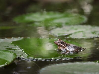 frog, lily pads, reflection, wetland, macro, green, leaves, nature, habitat, wildlife, water surface, earth tones, daylight, calm environment, iphone wallpaper, phone wallpaper