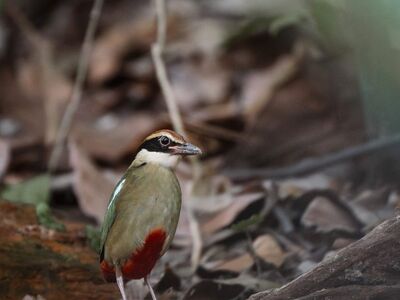 pitta bird, colorful plumage, forest floor, tropical forest, red undertail, wildlife, wildlife portrait, soft foreground, natural habitat, bokeh, orange patch, green feathers, brown head, bird on log, feather detail, nature photography, beautiful bird, foraging, detailed view, natural beauty