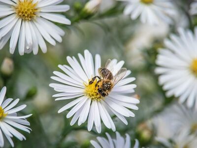 bee, white flowers, aster, full hd wallpaper, nature wallpaper, plant, insect, laptop wallpaper, windows wallpaper, blossom, garden, botanical, autumn, 4k wallpaper, mac wallpaper, wallpaper, cool backgrounds, beautiful nature, background, free wallpaper, macro, nature, 4k wallpaper 1920x1080, flower garden, desktop backgrounds, pollination, beautiful flowers, ecosystem, natural beauty, hd wallpaper, wallpaper hd, floral background, free background, nature background, wallpaper 4k, beautiful wallpaper, completely, beauty, seemingly perfect