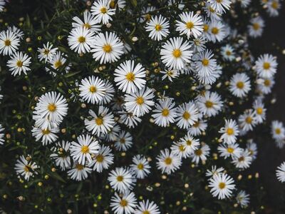 aster, white flowers, free background, autumn, close up, plant, gardening, background, laptop wallpaper, dark colors, botanical, blossom, cold colors, floral, green and white, cool backgrounds, 4k wallpaper, hd wallpaper, mac wallpaper, free wallpaper, floral background, wallpaper 4k, desktop backgrounds, autumn flowers, windows wallpaper, full hd wallpaper, autumn mood, wallpaper, wallpaper hd, nature, yellow center, 4k wallpaper 1920x1080, seasonal flowers, beautiful wallpaper, parting mood