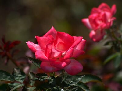 rose, flower, red, garden, macro, beauty, summer, blooming, nature, stem, leaves, background, natural, color, detail, single, surrounding, outdoor