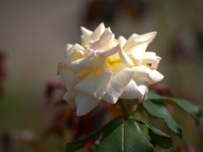 white rose, macro photography, flower, wallpaper hd, full hd wallpaper, laptop wallpaper, flower background, desktop backgrounds, floral background, mac wallpaper, 4k wallpaper 1920x1080, flower wallpaper, garden, bloom, nature, summer, green leaves, bud, soft light, detail, cool backgrounds, yellow, free wallpaper, windows wallpaper, free background, fresh, hd wallpaper, romantic, background, beauty, feminine, cluster, beautiful flowers, beautiful wallpaper, blooming season, wallpaper 4k, 4k wallpaper, uniqueness