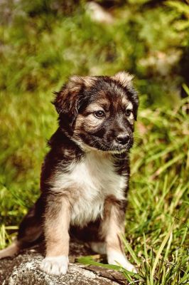 puppy, animal, grass, dog, pet, cute, wild, cub, nature, outdoor, portrait, head, fur, eyes, sheen, posing, gaze, friendly, furry, snout