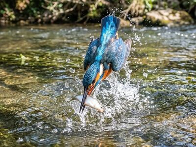 kingfisher, bird, diving, water, river, fish, splash, hunting, feathers, blue, orange, speed, precision, beak, underwater, catch, wildlife, animal, capture, nature, natural world