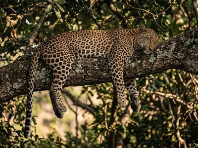 leopard, tree branch, resting, camouflage, jungle, africa, relaxed, dangling paws, predator, stealth, wildlife, big cat, prey, nature, spot pattern, natural habitat, nocturnal hunter, leaves, animals in nature