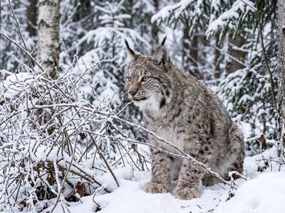 lynx, eurasian lynx, tufted ears, animal, snow, winter, paws, forest, cat, predator, eyes, camouflage, cold, brush, pet, whiskers, natural habitat, frost, snowfall, wildlife, nature, carnivore