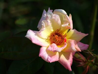 rose, flower, blossom, nature, flower portrait, gardening, garden, pink, yellow, leaves, summer, outdoor, bud, botany, natural beauty, petal, macro photography, insect, green, natural