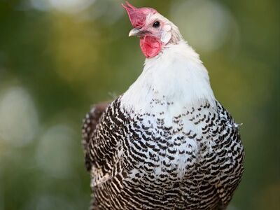 braekel, hen, perch, bokeh, feather, braekel hen, comb, black and white, bird, beautiful wallpaper, nature, portrait, background, sitting, features, outdoors, wattles, livestock, farm, animal