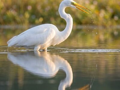 heron, reflection, nature, wildlife, wetland, golden hour, white, serene, water, bird, wild, image, wading bird, dripping, outdoors, focus, fauna, detail, animal