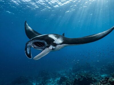 manta, ocean, ray, glide, wings, underwater, filter feeder, deep blue, floating, gentle, majestic, marine life, giant, beauty, peaceful, water, black, white, stealth, nature