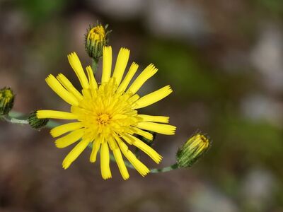 hawkweed, yellow flower, natural background, macro, macro photography, nature, wildflowers, detailed photo, summer, bright yellow, focus, macronature, wild flora, geobotany, blooming flower, spot focus, botany, green stem, photography, bright contrast, macro flowers, meadow plant