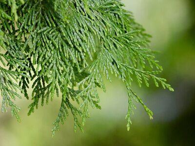 branch, floral background, green, leaves, 4k wallpaper 1920x1080, windows wallpaper, free background, cool backgrounds, conifer, free wallpaper, desktop backgrounds, beautiful wallpaper, cedar, nature, details, glossy, macro, wallpaper hd, sharp, plant, beautiful, hd wallpaper, natural, 4k wallpaper, outdoors, mac wallpaper, background, texture, ornate, exterior, laptop wallpaper, wallpaper 4k, full hd wallpaper, needles