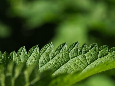 nettle, floral background, plant, green, hd wallpaper, nature, cool backgrounds, beautiful wallpaper, 4k wallpaper 1920x1080, macro, leaf, details, medicinal plant, weed, outdoors, laptop wallpaper, free wallpaper, wallpaper hd, full hd wallpaper, mac wallpaper, 4k wallpaper, wallpaper 4k, wild nature, pattern, background, free background, greenery, natural pattern, desktop backgrounds, countryside, windows wallpaper, natural science, sprouting, yield, ecology