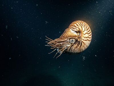 nautilus, shell, spiral, deep sea, chambered, tentacle, ancient, abyss, floating, marine life, rare, evolution, natural light, ocean, striped, submarine light, depth, ancestor, biology, nature