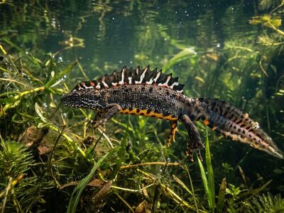 newt, pond, underwater, swimming, tail, amphibian, freshwater, weeds, nature, spring, creeping, patterns, biology, ecosystem, natural, insects, surface, biotope, marsh