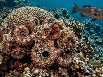 octopus, coral reef, camouflage, coral, color change, texture, marine life, tentacles, suction cups, ocean, clever, underwater, nature, deep, mysterious, unique, anatomy, wonder, shading, environment, natural