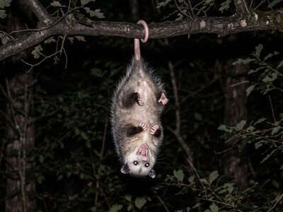 opossum, tail, hang, branch, night, nocturnal, marsupial, hiss, trees, forest, eyes, white fur, play dead, nature, wild, overhang, demo, bare branch, distinct eyes, natural habitat