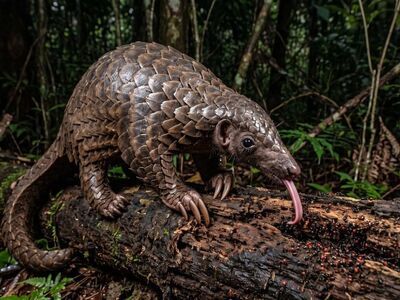 pangolin, scales, forest, armor, ant, log, claw, tail, endangered, nocturnal, tongue, unique, protection, animal, insect, nature, insectivore, endangered species, natural habitat, threat
