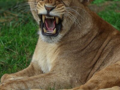 lion, nature, animal, predator, roaring, bush, savannah, ferocious, tooth, big cat, beast, king of the jungle, growl, wildlife, furry, carnivore, grounded, jungle, mammal, natural world, predatory