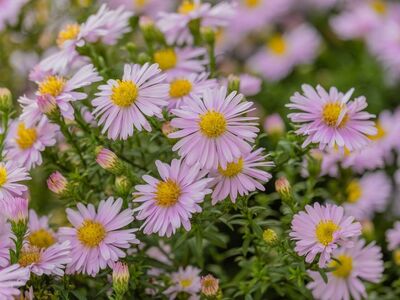 pink flowers, aster, garden flowers, spring flowers, colorful flowers, nature, cultivation, yellow centers, vibrant colors, outdoor garden, beauty of nature, fresh flowers, summer flowers, variety, blooming, natural garden, decorative flowers, natural beauty, group of flowers, outdoor plants