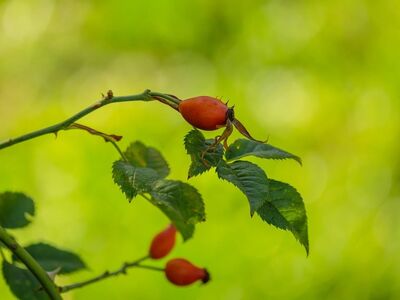 rosehip, natural, green background, nature, fruit, plant, twig, natural light, macro photography, background, leaves, gardening, summer, rose bush, apothecary, herbs, healing, vitamin c, anti-cold
