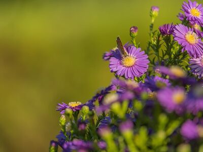 butterfly, purple flower, meadow, blurred background, summer, natural beauty, macro photography, garden, bee, healthy blossom, summer blossoms, bee nectar, wildlife, natural environment, pollination, blossom, vibrant colors, outdoor scene, nature