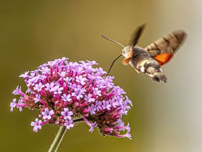 hummingbird hawk moth, flying, macro, pollination, verbena flower, garden insect, nature, blurred background, proboscis, summer, wildlife, purple flower, wild, nature photography, bokeh effect, environment, action shot, nature background