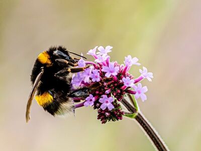 bumblebee, wallpaper 4k, desktop backgrounds, insect, pollination, flower wallpaper, 4k wallpaper, windows wallpaper, free wallpaper, free background, nectar, beautiful wallpaper, close-up, cool backgrounds, laptop wallpaper, wallpaper hd, 4k wallpaper 1920x1080, beautiful flowers, flower background, verbena, mac wallpaper, flower, full hd wallpaper, purple flower, summer, nature, wildlife, floral background, macro, garden, hd wallpaper, fauna, background, rainbow, photography