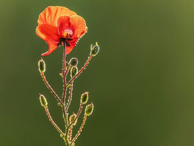 poppy, hd wallpaper, 4k wallpaper, wildflower, papaver, laptop wallpaper, mac wallpaper, flower wallpaper, flower, poppy bud, hairy stem, free wallpaper, nature background, windows wallpaper, wallpaper 4k, backlighting, spring, beautiful nature, summer, cool backgrounds, flora, nature, macro, beautiful wallpaper, close up, green background, desktop backgrounds, bokeh, 4k wallpaper 1920x1080, free background, beautiful flowers, wallpaper, wallpaper hd, field flower, blooming, floral background, flower background, nature wallpaper, bud, full hd wallpaper, colors