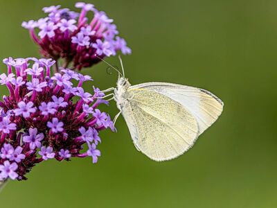 butterfly, flower wallpaper, 4k wallpaper, flower background, white butterfly, nature background, pieris rapae, purple flower, hd wallpaper, macro, nature, full hd wallpaper, bokeh blur, green background, desktop backgrounds, flower, insect, wings, cool backgrounds, background, free wallpaper, windows wallpaper, wallpaper 4k, laptop wallpaper, mac wallpaper, beautiful flowers, free background, wallpaper, nature wallpaper, floral background, vervain, antenna, summer, detailed, wallpaper hd, meadow, 4k wallpaper 1920x1080, beautiful nature, close up, beautiful wallpaper, natural background