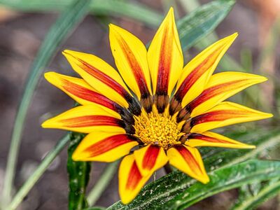 gazania, treasure flower, flower, blossom, yellow flower, orange flower, striped petals, bright yellow and orange, daisy, asteraceae, macro, close up, garden, flora, botanical, summer, vibrant, colorful, nature, background