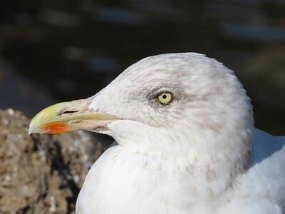 gull, seabird, avian, plumage, beak, nature, wildlife, ornithology, wilderness, sea, detail, animal, sea rock, light, hook, noon, profile, gray color, olive color, natural environment, wild animals