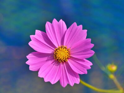 flower, cosmos flower, pink, summer, single blossom, nature, color contrast, clear, delicate, macro photography, flower wallpaper, gardening, beauty, petal, flower background, environment, rural, beautiful flowers, meadow, detail, clarity, charming, horizontal