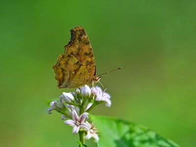 butterfly, flower, nature, flower wallpaper, macro, flower background, wild, detailed, tiny, brown, beautiful flowers, wing, natural, greenery, outdoor, fragile, nectar, sucking, light, close-up, symmetry, photography