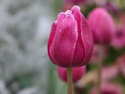 tulip, flower wallpaper, pink, nature, flower, raindrops, bloom, garden, petals, flower festival, botany, blossom, beauty, lily, spring, bouquet, flower background, texture, beautiful flowers, blurred background, outdoors, fresh, toowoomba