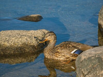 duck, waterfowl, feathers, rock, water, lake, wildlife, reflection, summer, natural, calm, nature, animal, character, scenery, sunset, tranquility, wetland, ecosystem, rest