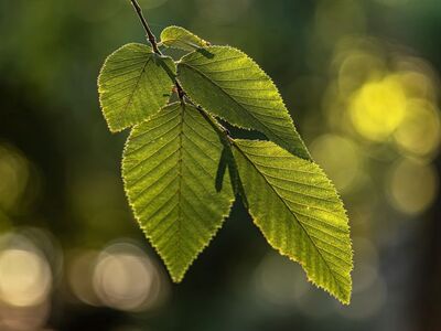 leaves, green, beech, backlit, leaf vein, macro, shine, nature, summer, spring, forest, blurred background, bokeh, contrast, fresh, natural background, depth of field, tree trunk, branch, tree, texture