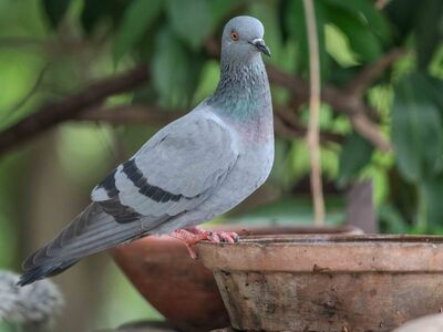 pigeon, bird, feeding, nature, animal, perch, grey-blue color, urban environment, clay pot, foliage, summer, domestic, outdoor, gardening, balanced, calm, birdwatching, ecology, location, detail