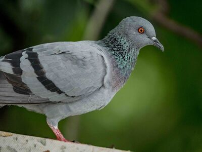 pigeon, bird, close-up, sharp eyes, red feet, natural, wild, urban, gray, wings, nature, feathers, animal, wildlife, green background, feather details, foraging, avian, frontal view, on a branch
