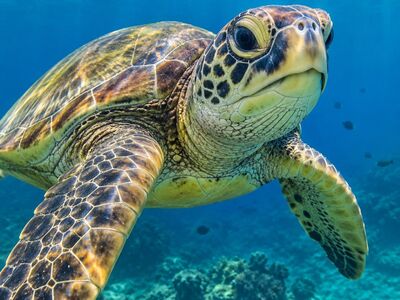 turtle, ocean, nature, animal, underwater, coral reef, swimming, sea turtle, natural habitat, sunlight, ecosystem, environment, adventure, travel, biology, animal behavior, conservation, water, depths, peaceful