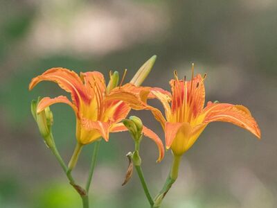 hemerocallis, daylily, garden, summer, plant, flower, orange, bloom, petals, lily, green, natural, outdoor, beauty, wide angle, blossom, macro photography, landscape, bokeh, delicate