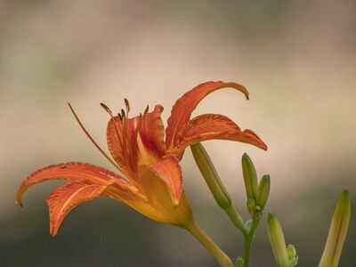 hemerocallis, daylily, summer, flower, garden, plant, bloom, petals, orange, lily, beauty, nature, blossom, outdoor, green, craft, natural, environment, botanical, fresh, growth