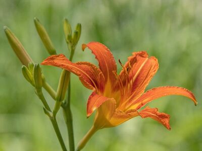 hemerocallis, daylily, garden, summer, flower, plant, bloom, blossom, flora, petals, orange, lily, natural beauty, macro, spring, shallow depth of field, nature, ecological, fresh, vivid