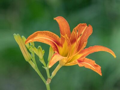 hemerocallis, daylily, garden, summer, flower, plant, bloom, blossom, flora, petals, orange, lily, beauty, countryside, nature, gardening, leaves, outdoor, green, natural, ornamental, holiday
