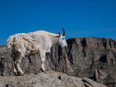 goat, mountains, rocky, mountain goat, wildlife, blue sky, horns, fauna, nature, mammal, outdoor, hiker, environment, wild animal, walking, nature reserve, view, climbing, altitude, travel